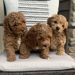Basset Hounds and Cockapoos from Susie's Puppies