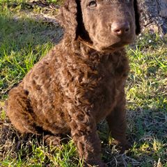 Curly-Coated Retriever Puppies from Tyneside Curlies