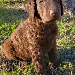 Curly-Coated Retriever Puppies from Tyneside Curlies