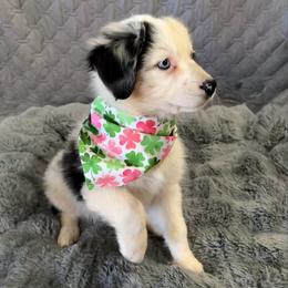 Four Roses - Blue merle female Australian Shepherd puppy in Camp Verde, Arizona from Bullet & Whiskey’s Pups