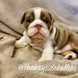 Bulldog Puppies from Bayside Bullies