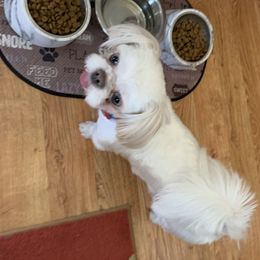 Bentley - Shih Tzu