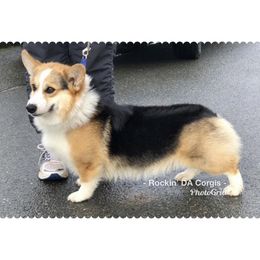 Simon - Pembroke Welsh Corgi
