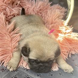 Pink - Fawn female Pug puppy in Baylis, Illinois from Cameo's Pugs