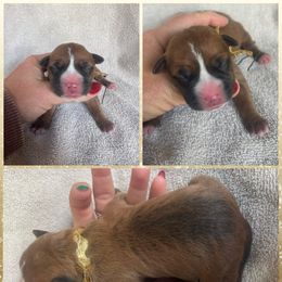 Comet - Red female American Staffordshire Terrier puppy in Marietta, Georgia from Ambition Amstaffs