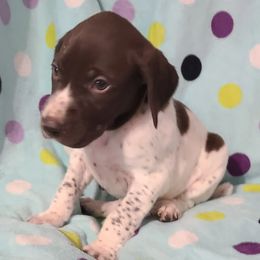 German Shorthaired Pointer Puppies from Moody Creek Kennel