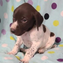 German Shorthaired Pointer Puppies from Moody Creek Kennel