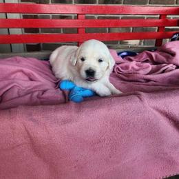 Livy - Light golden female Golden Retriever puppy in Hastings, Michigan from Teresa Stevens