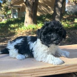 Havanese Puppies from Shadycove K9
