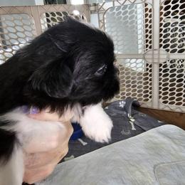 Shih Tzu Puppies from Prairie Creek Puppies