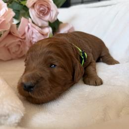 Girl 1 Green Collar - Red  female Goldendoodle puppy in Toledo, Ohio from Avery Doodle Day LLC