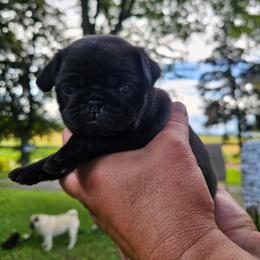 Sir Uther - Black male Pug puppy in Watertown, Wisconsin from Lil'Farm Pugs