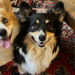 Pembroke Welsh Corgis from Fern Canyon Corgis