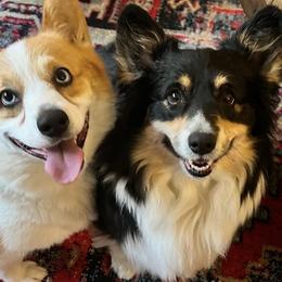Pembroke Welsh Corgis from Fern Canyon Corgis
