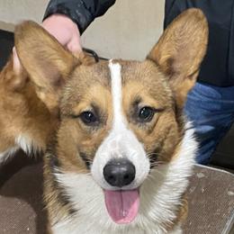 Beau - Pembroke Welsh Corgi