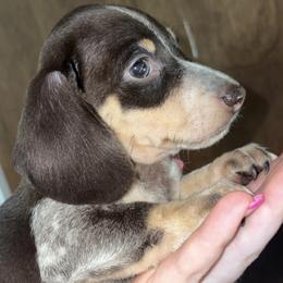 Billy - Chocolate and cream male Dachshund puppy in Goldthwaite, Texas from Mini Mama Dachshunds
