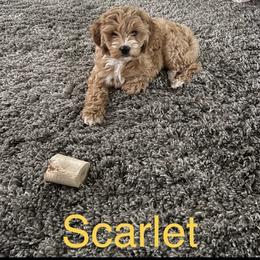 Goldendoodle Puppies from KandE Doodles
