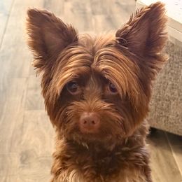 Luka - Yorkshire Terrier