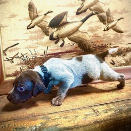 Boy 5 - Liver roan German Shorthaired Pointer puppy in Henderson, Texas from C4 Gun Dogs