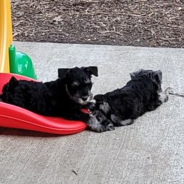 Miniature Schnauzer Puppies from A'Lord Miniature Schnauzer