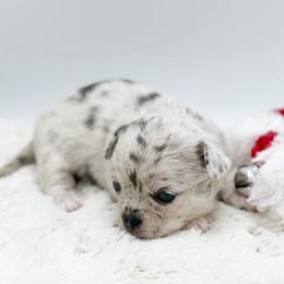 Belle - Merle female Chihuahua puppy in Lee Center, New York from Alfheim-Andromeda Chihuahua's (A &A's)