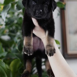 Ares - Bi-color male German Shepherd puppy in Coarsegold, California from Yosemite Shepherds