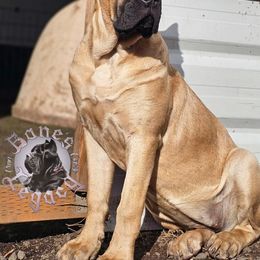 Persephone - Cane Corso