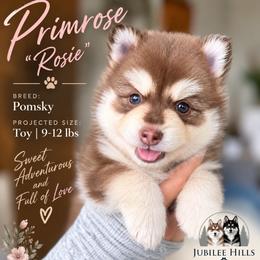 Primrose - Red and white female Pomsky puppy in Redding, California from Jubilee Hills