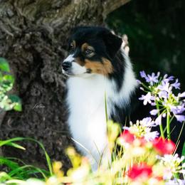 Tuli - Australian Shepherd