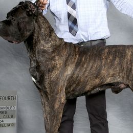 Titus - Cane Corso