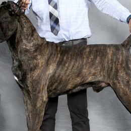 Titus - Cane Corso