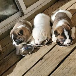 Akita Puppies from Jacqueline Newton's Akitas