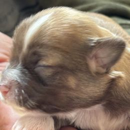 Teddy - Fawn sable male Havanese puppy in Weston, Wisconsin from Tzedek Farm