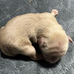 Bennie - Wheaten male Miniature Schnauzer puppy in Port Orchard, Washington from Silver Bells Miniature Schnauzers