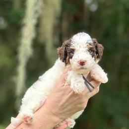 Walker - Chocolate male Goldendoodle puppy in Sanderson, Florida from Serenity Goldendoodles