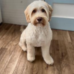 Remy - Australian Labradoodle