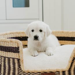 Mel - Light golden female Golden Retriever puppy in Manti, Utah from Arrowhead Kennels