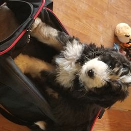 Bernedoodle and Goldendoodle Puppies from Happy Valley Doodles