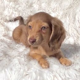 Dejá's Chocolate Based Shaded Cream -- Girl - Cream female Dachshund puppy in Kalama, Washington from Dazzling Doxies