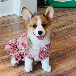 Pembroke Welsh Corgi puppies from Blue Angel Kennels
