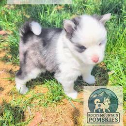 Orion - Black and white male Pomsky puppy in Kittredge, Colorado from Rocky Mountain Pomskies