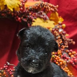 Miss Light Green - Black female German Shepherd puppy in Newaygo, Michigan from Sterley Shepherds