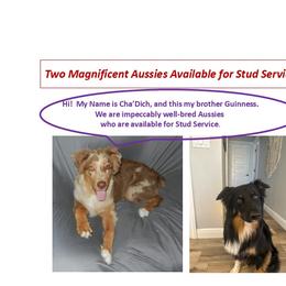 Australian Shepherds from RyCharlian Oaks