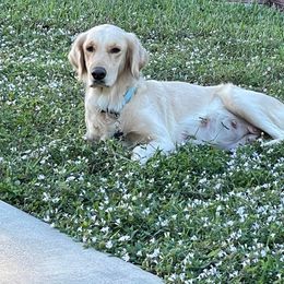 Nalii - Golden Retriever