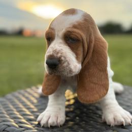 Dixie - Red and white female Basset Hound puppy in Richmond, Kentucky from Walters Hollow Hounds