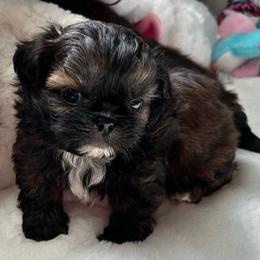Harmon - Brindle male Shih Tzu puppy in Kempner, Texas from Shih Tzu Reign