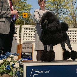 Poodle All Grown Up from Ann Fischer