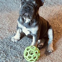 Stella - Blue fawn female French Bulldog puppy in Oklahoma from Kelle Freels