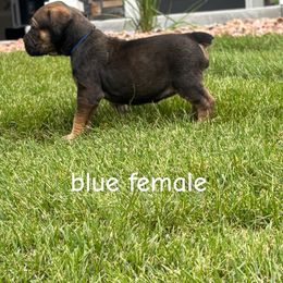 Blue collar - Brown female Boerboel puppy in Colorado Springs Co, Colorado from On The Peak Boerboel