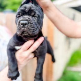 Light Green Boy - Black male Cane Corso puppy in St. Augustine, Florida from Ancient City Cane Corso